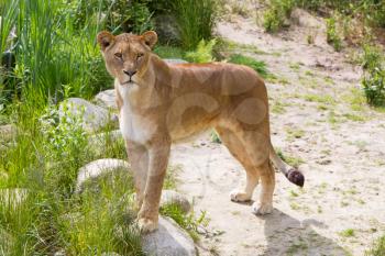 Large lioness in a bright green environment