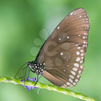 Butterfly resting (Euploea core), close-up, selective focus