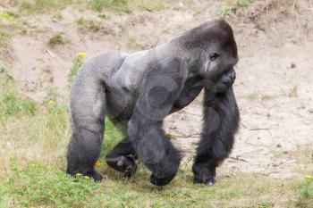 Silver backed male Gorilla, enjoying some rest