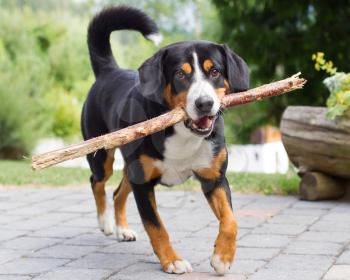 Young Sennenhund, playing with long branch, playfull look in eyes