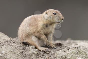 Black-tailed prairie dog  (Cynomys ludovicianus) in it's natural habitat