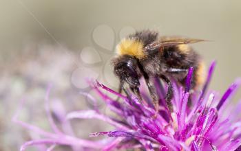 Bee on flower, selective focus, macro shot