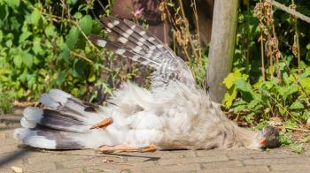 Red-legged seriema or crested cariama (Cariama cristata), sunbathing