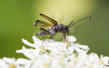 Insect on flower, selective focus, macro shot