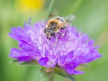 Bee on flower, selective focus, macro shot