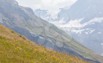 Typical view of the Swiss alps, flowers and mountains