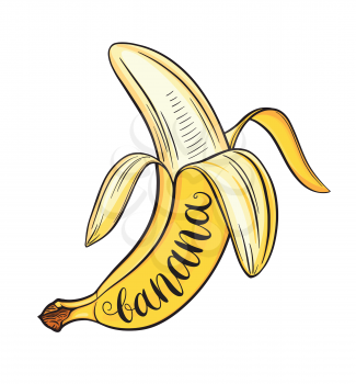 Hand drawn pealed banana, isolated on white background. Decorative doodle vector illustration