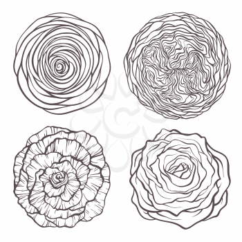 Rose flowers set hand drawn botanical vector illustration
