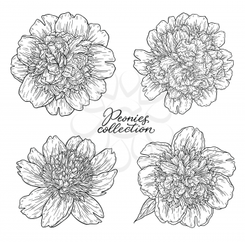 Peony flowers set hand drawn in lines. Black and white graphic doodle sketch floral vector illustration. Isolated on white background