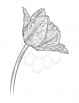 Hand drawn decorative doodle tulips hand drawn in lines. Vector illustration