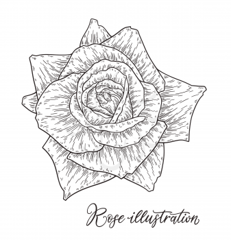 Rose flower hand drawn in lines. Black and white monochrome graphic doodle elements. Isolated vector illustration, template for design