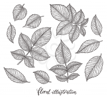 Rose flower leaves hand drawn in lines. Black and white monochrome graphic doodle elements. Isolated vector illustration, template for design