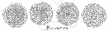 Rose flowers set hand drawn in lines. Black and white monochrome graphic doodle elements. Isolated vector illustration, template for design