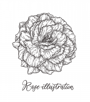 Rose flower hand drawn in lines. Black and white monochrome graphic doodle elements. Isolated vector illustration, template for design