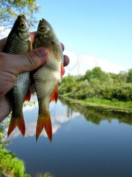 image of two caught ruddes in hand