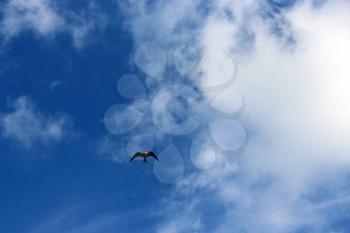 lonely gull flying in the cloudy sky