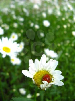 a small ladybird sitting on the chamomile