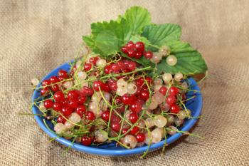 clusters of berries of red and white currant on the plate on brown background