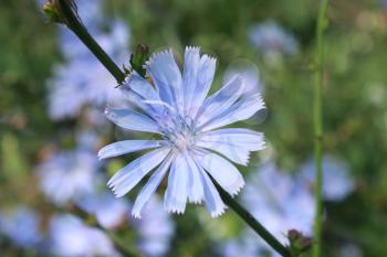 beautiful light blue flower of Cichorium in the field