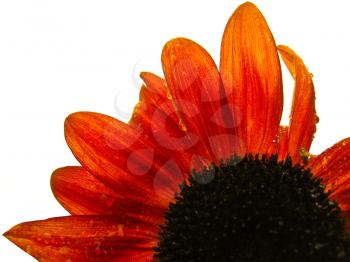 fragment of the beautiful sunflower on the blue sky background