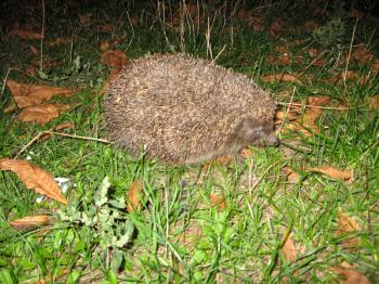 image of young hedgehog in the green grass