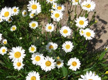 flower-bed in the garden with beautiful white chamomiles