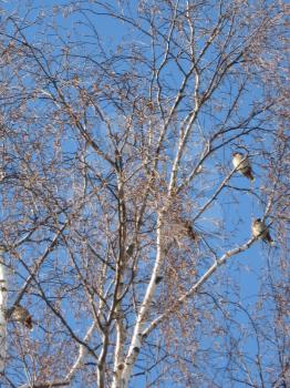 Flight of winter birds sitting not to a birch