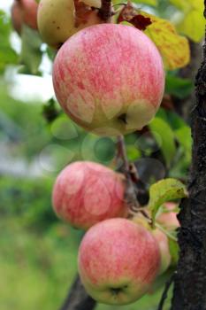 very tasty and ripe apples hanging on the tree