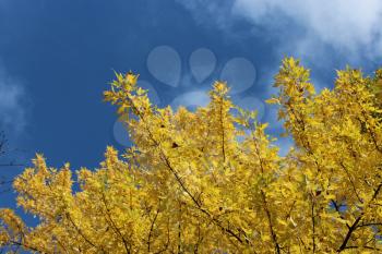 yellow autumn leaves hanging on the tree on the blue sky background