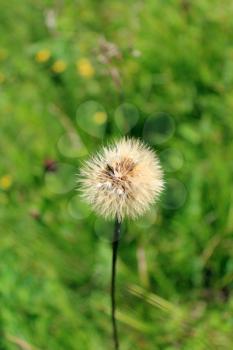 ripe dandelion on background of a green grass