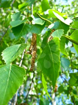 The image of young green sprouts of birch