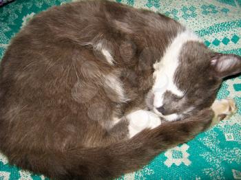 The grey and nice cat sleeps on a sofa