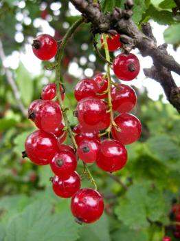 the image of berry of a red currant