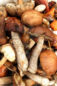 many beautiful fresh and different mushrooms in the heap