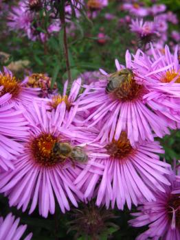 The bees collecting the nectar on the asters
