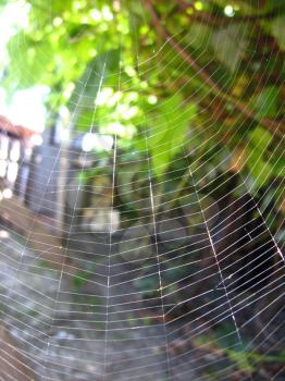 Transparent and beautiful web in a green and grey background