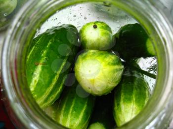The imaga of cucumbers which prepare for preservation