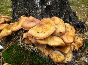 The image of mushrooms under a birch