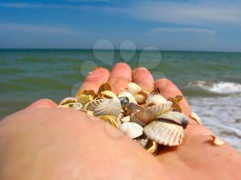 Palm with cockleshells on a background of the sea