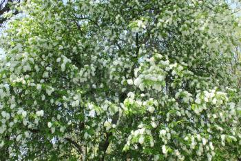 big branches of bird cherry tree on thebig bush