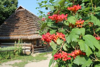 Bush of clustered red and ripe guelder-rose besides an old rural house