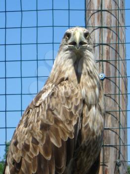 big eagle sitting on a branchin the zoo