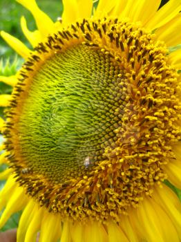 the image of the beautiful yellow sunflower