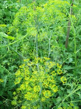 Beautiful green fennel growing on a bed