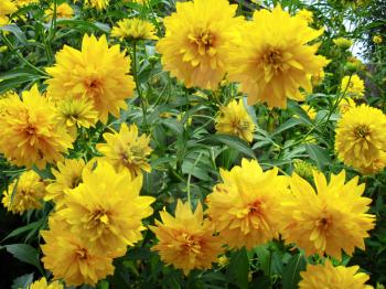 The image of some beautiful yellow flowers