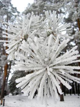 The image of branches of needles of a pine in hoarfrost