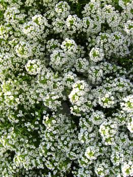 The image of a lot of white flowers