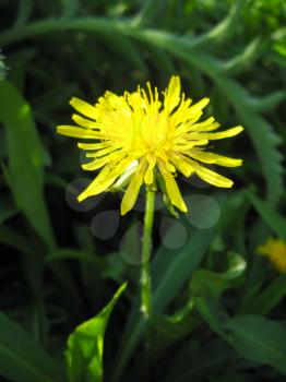 Unique yellow flower of dandelion on a background of a green grass