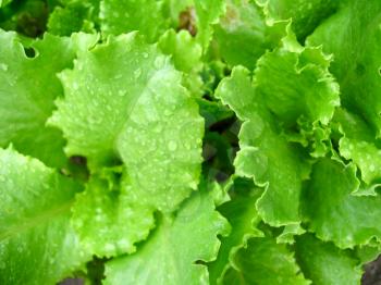the image of green leaves of useful lettuce