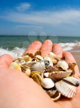 Hand with cockleshells on a background of the sea